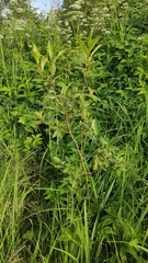 Salix pentandra