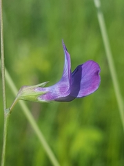 Lathyrus angulatus
