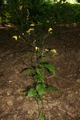 Lapsana communis intermedia