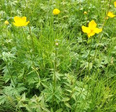 Trollius chinensis