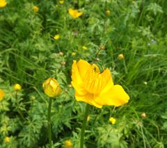 Trollius chinensis