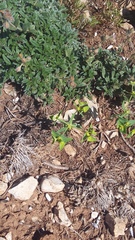 Euphorbia taurinensis