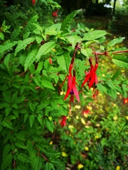Fuchsia magellanica