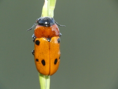 Tituboea sexmaculata