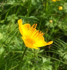 Trollius chinensis