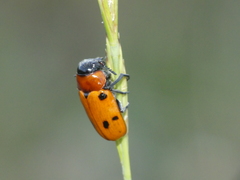 Tituboea sexmaculata