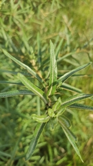 Hippophae rhamnoides