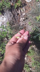 Dianthus marschallii