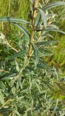 Hippophae rhamnoides