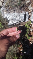 Dianthus marschallii