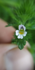 Euphrasia pectinata