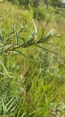 Hippophae rhamnoides