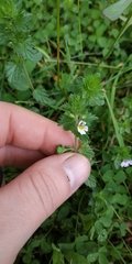 Euphrasia pectinata