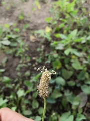 Plantago lanceolata