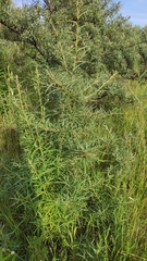 Hippophae rhamnoides
