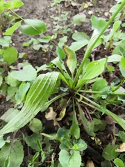 Plantago lanceolata