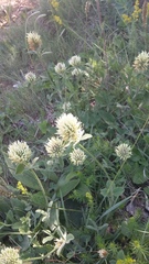 Trifolium caucasicum