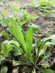 Plantago lanceolata