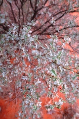 Senna artemisioides helmsii