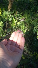 Dianthus marschallii