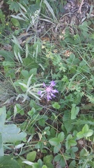 Centaurea fuscomarginata
