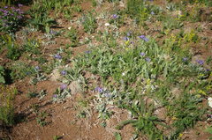 Centaurea fuscomarginata
