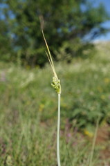 Allium flavum tauricum