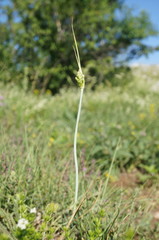 Allium flavum tauricum