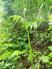 Arisaema tortuosum