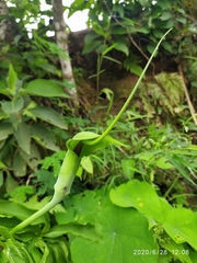 Arisaema tortuosum