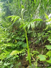 Arisaema tortuosum