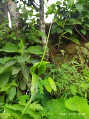 Arisaema tortuosum
