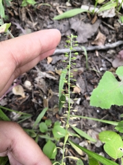 Lepidium densiflorum