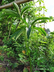 Arisaema tortuosum