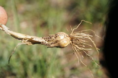 Allium flavum tauricum