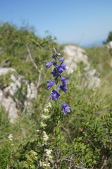 Delphinium fissum