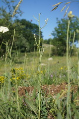 Crepis pannonica