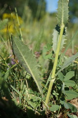 Crepis pannonica