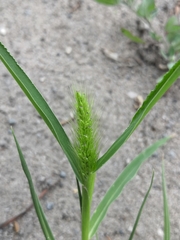 Setaria viridis