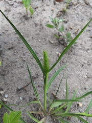 Setaria viridis