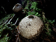 Lycoperdon compactum