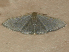 Idaea coercita
