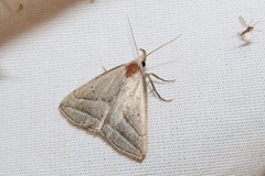 Macrochilo absorptalis