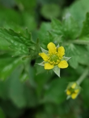 Geum urbanum