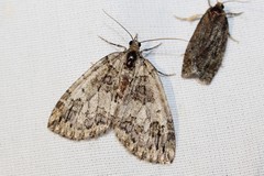 Hydriomena renunciata