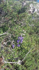 Delphinium fissum