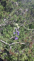 Delphinium fissum