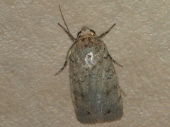 Athetis maculatra