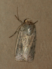 Athetis maculatra