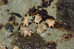 Patelloida latistrigata